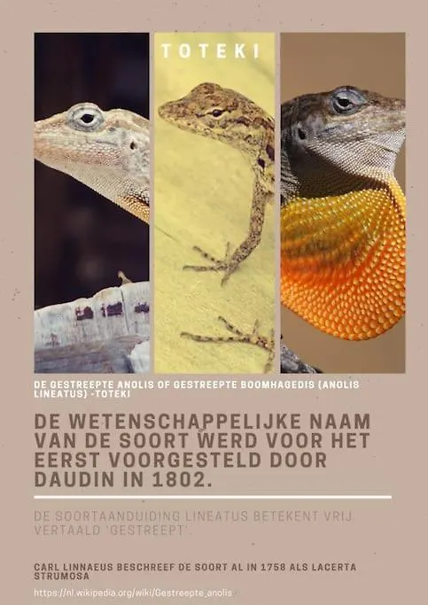 Toteki Villa Willemstad Nyaraló